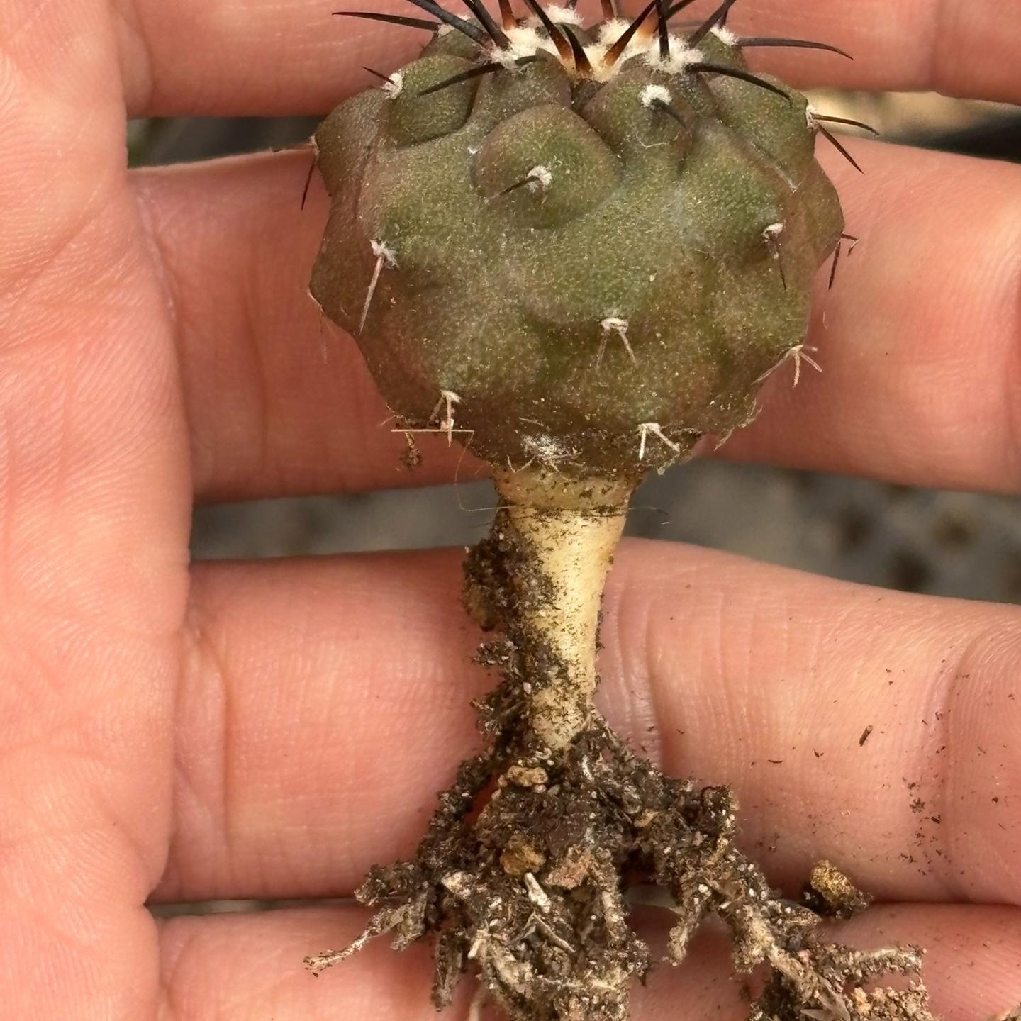 2-10cm Copiapoa cinerea