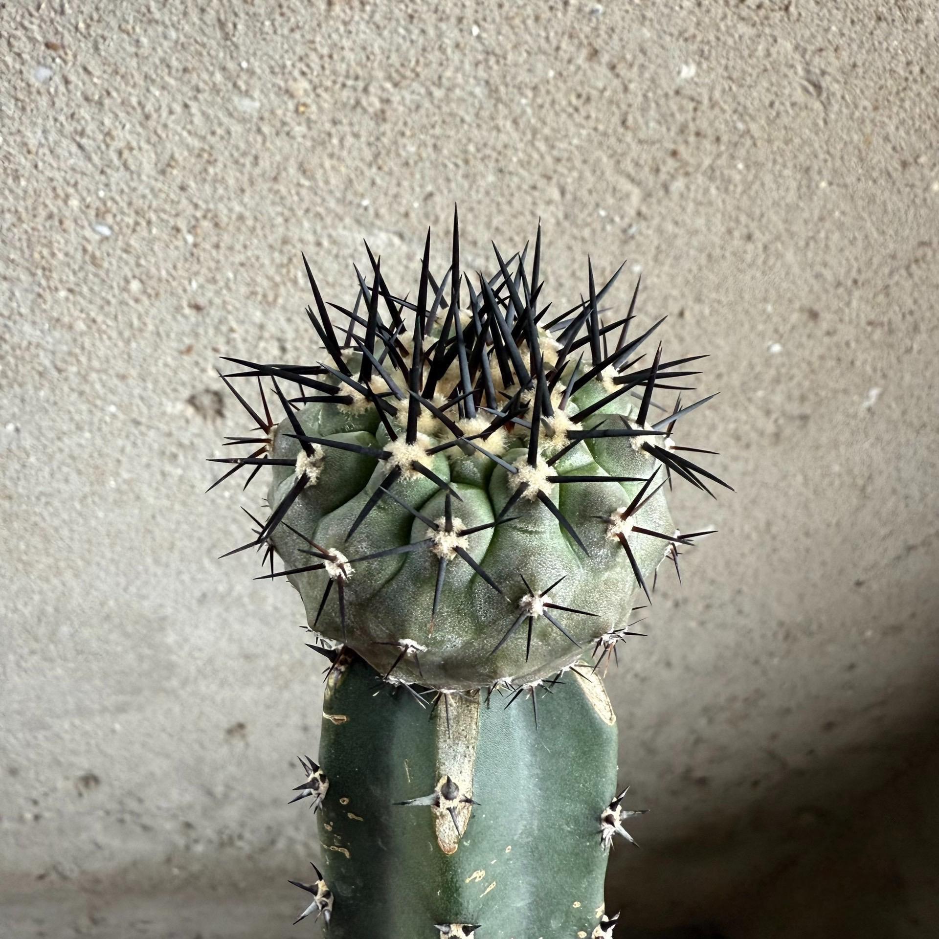 2-10cm Copiapoa cinerea