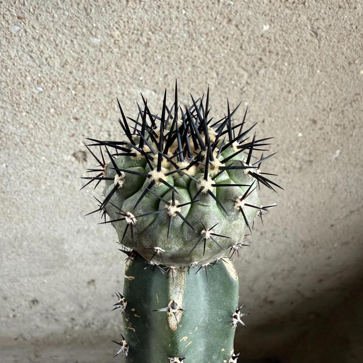 2-10cm Copiapoa cinerea