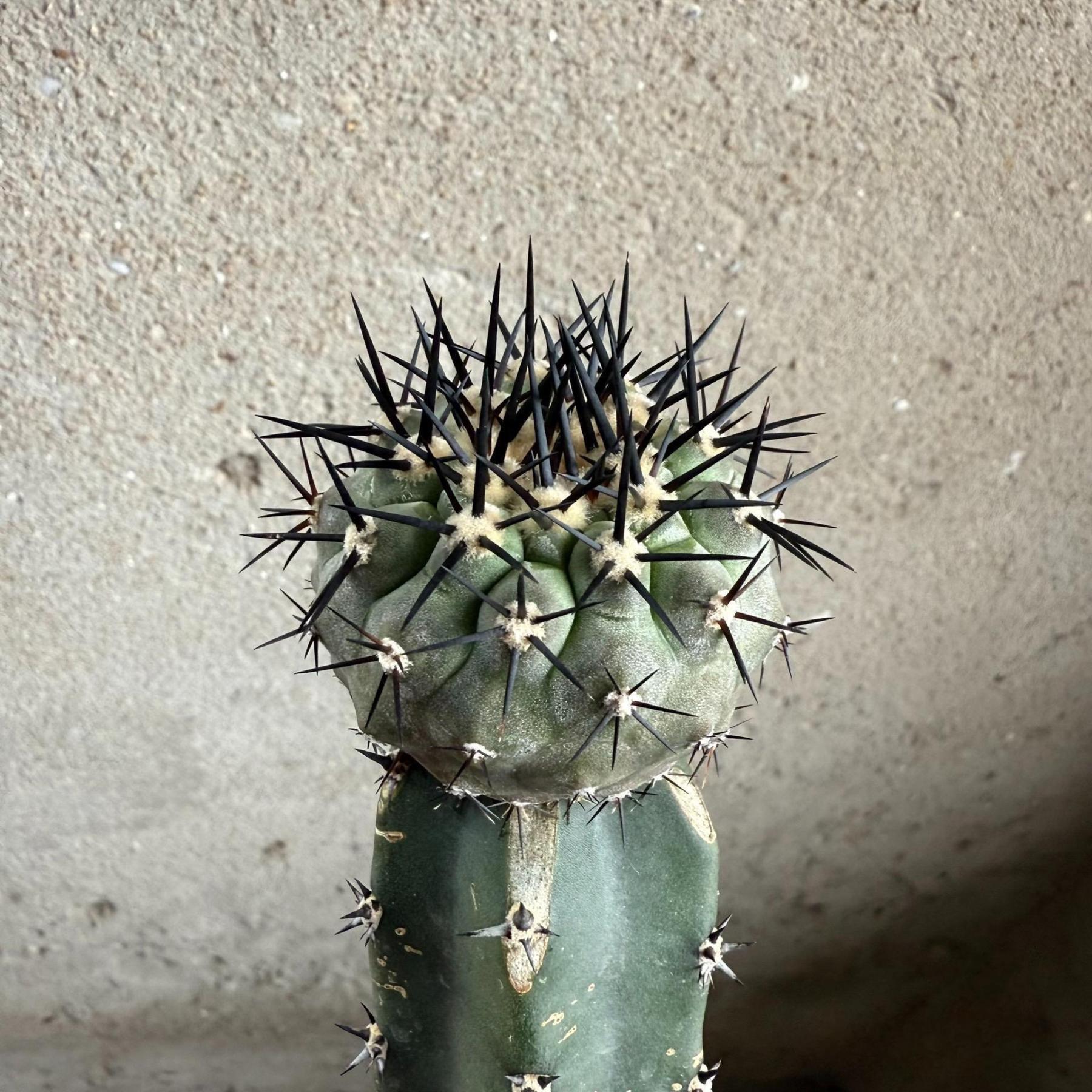 2-10cm Copiapoa cinerea