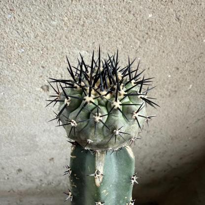 2-10cm Copiapoa cinerea