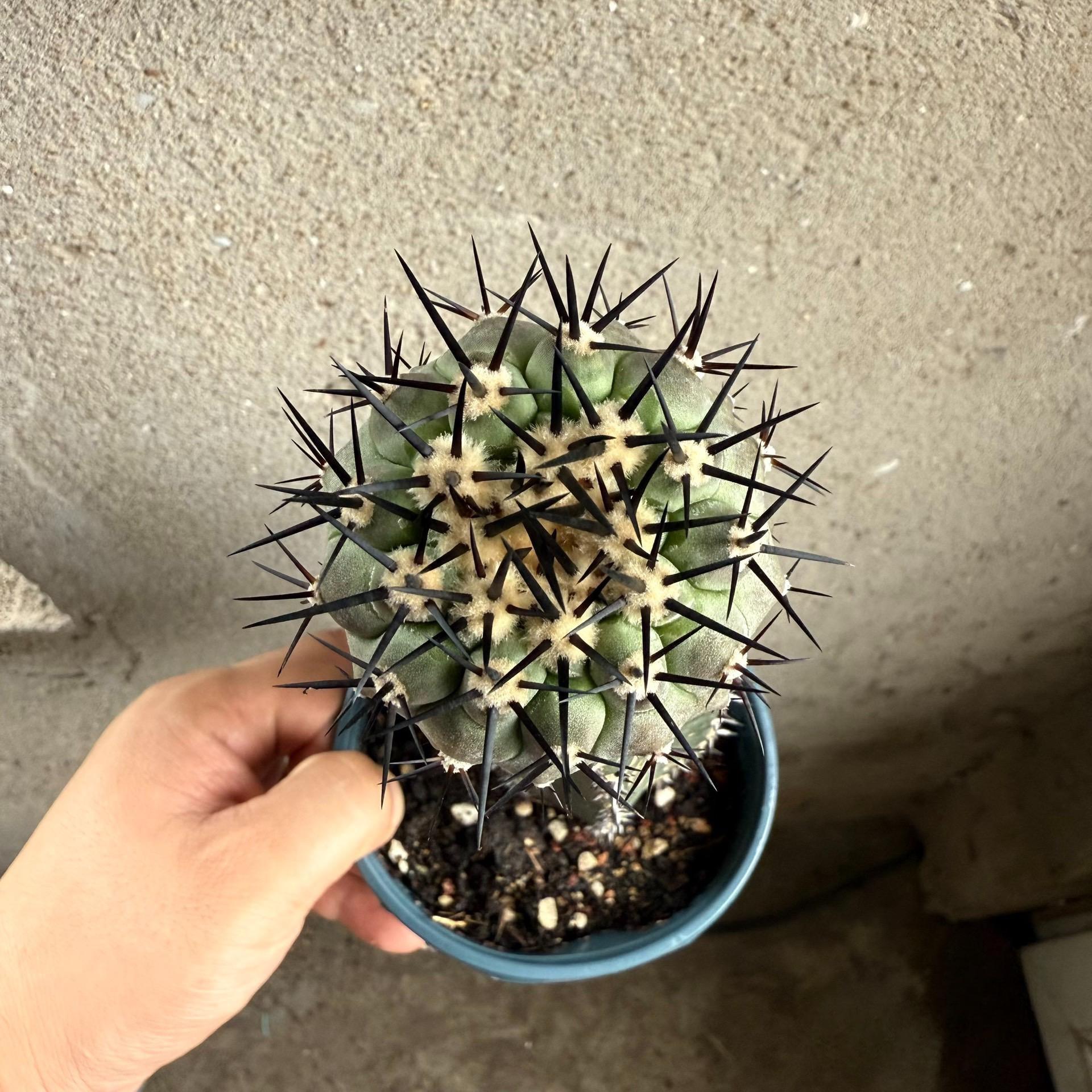 2-10cm Copiapoa cinerea