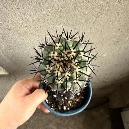 2-10cm Copiapoa cinerea