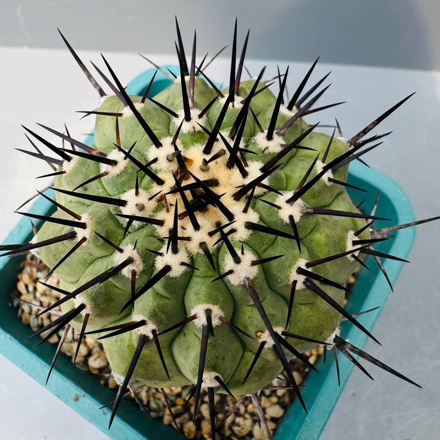 5-9cm Copiapoa cinerea（No root grafting）