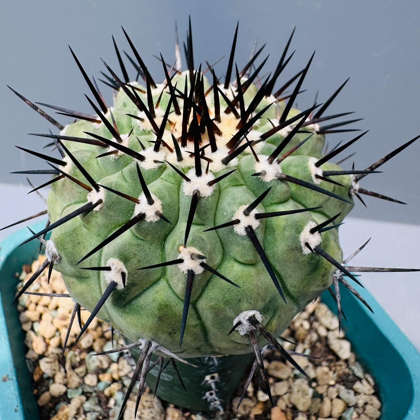 5-9cm Copiapoa cinerea（No root grafting）