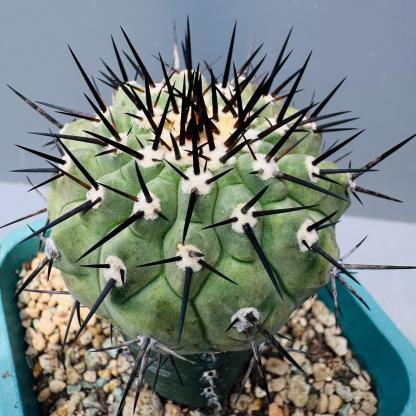 5-9cm Copiapoa cinerea（No root grafting）