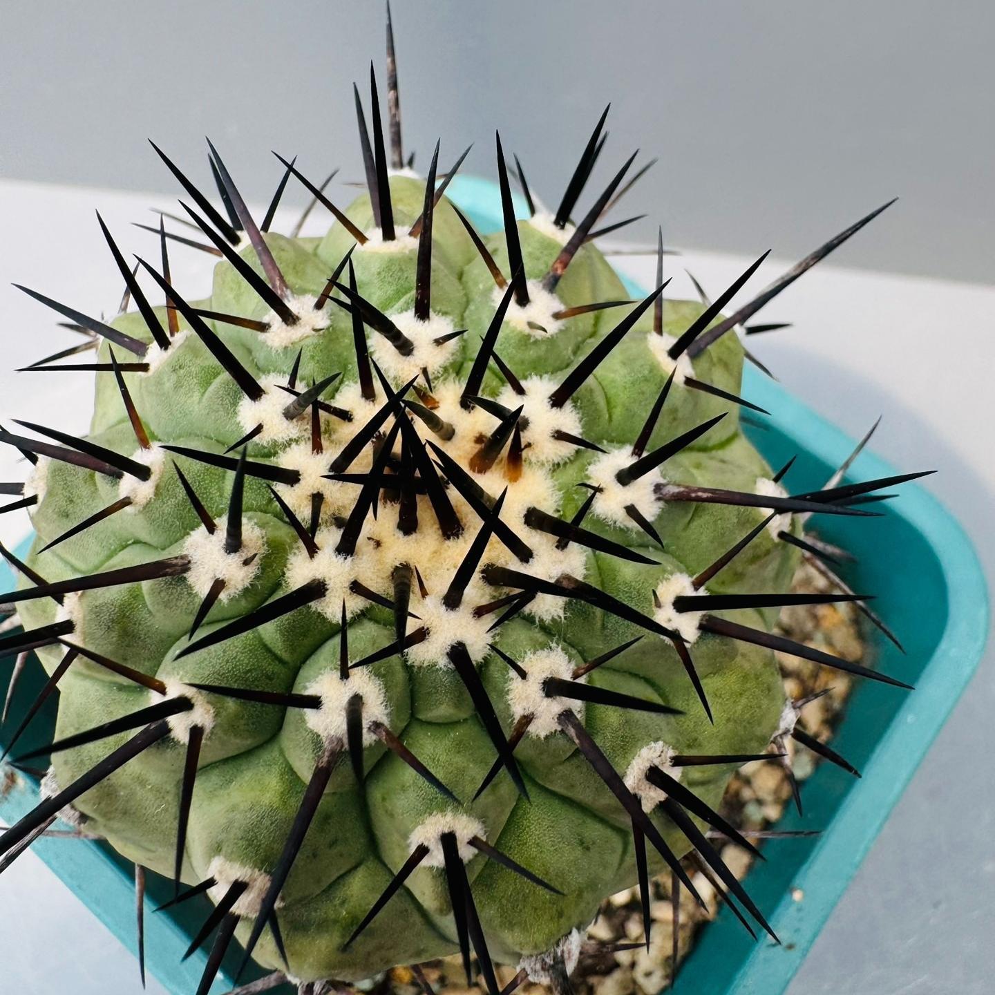 5-9cm Copiapoa cinerea（No root grafting）