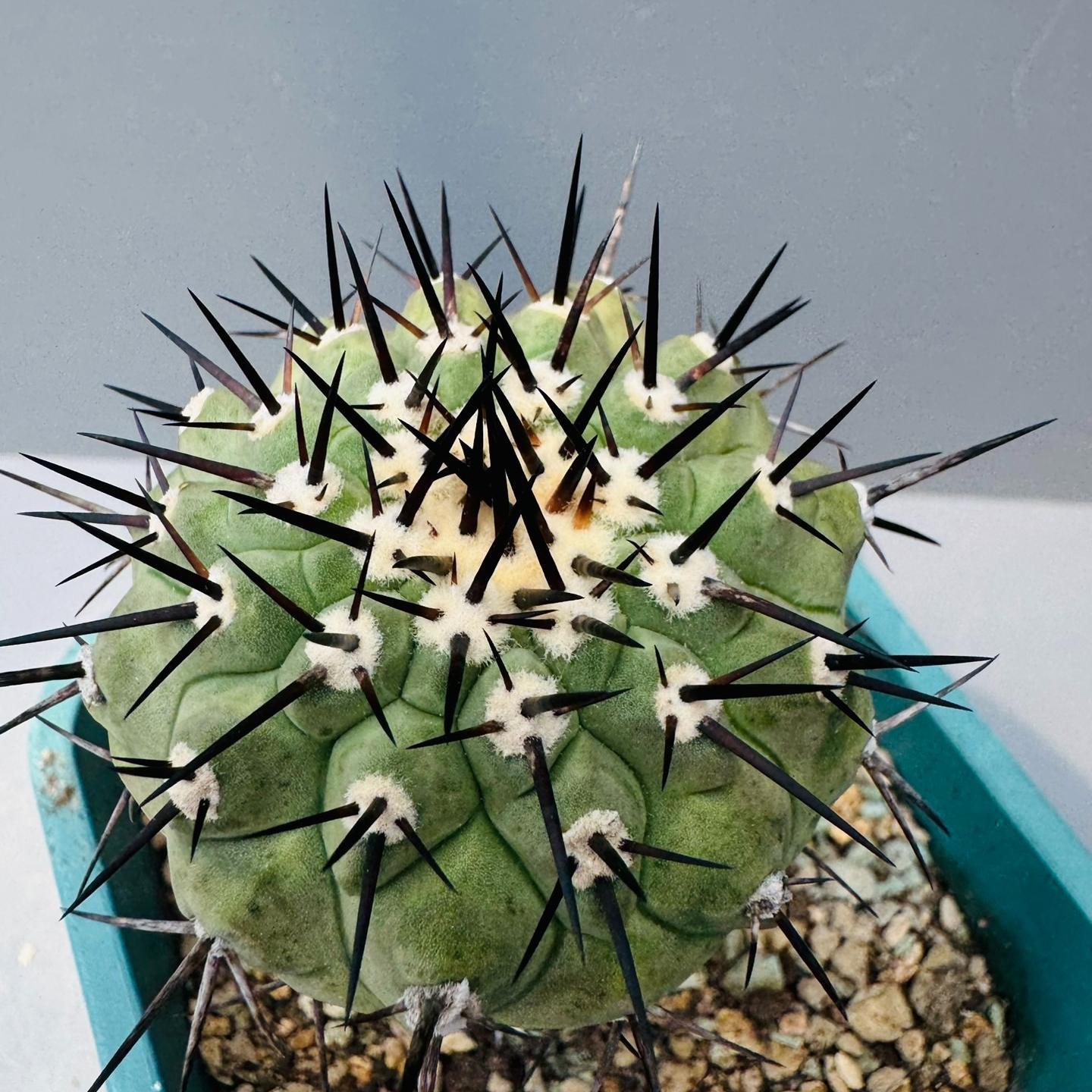 5-9cm Copiapoa cinerea（No root grafting）