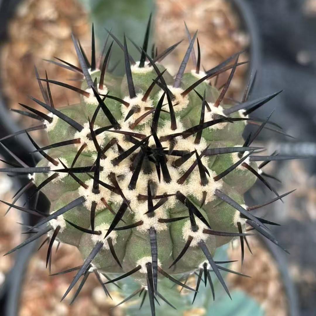 5-9cm Copiapoa cinerea（No root grafting）