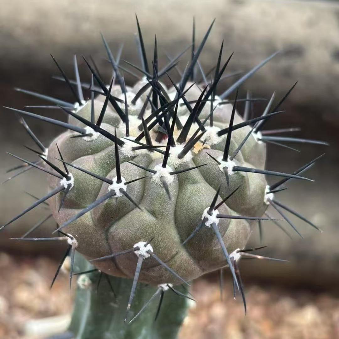 5-9cm Copiapoa cinerea（No root grafting）
