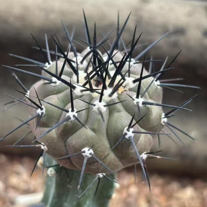5-9cm Copiapoa cinerea（No root grafting）