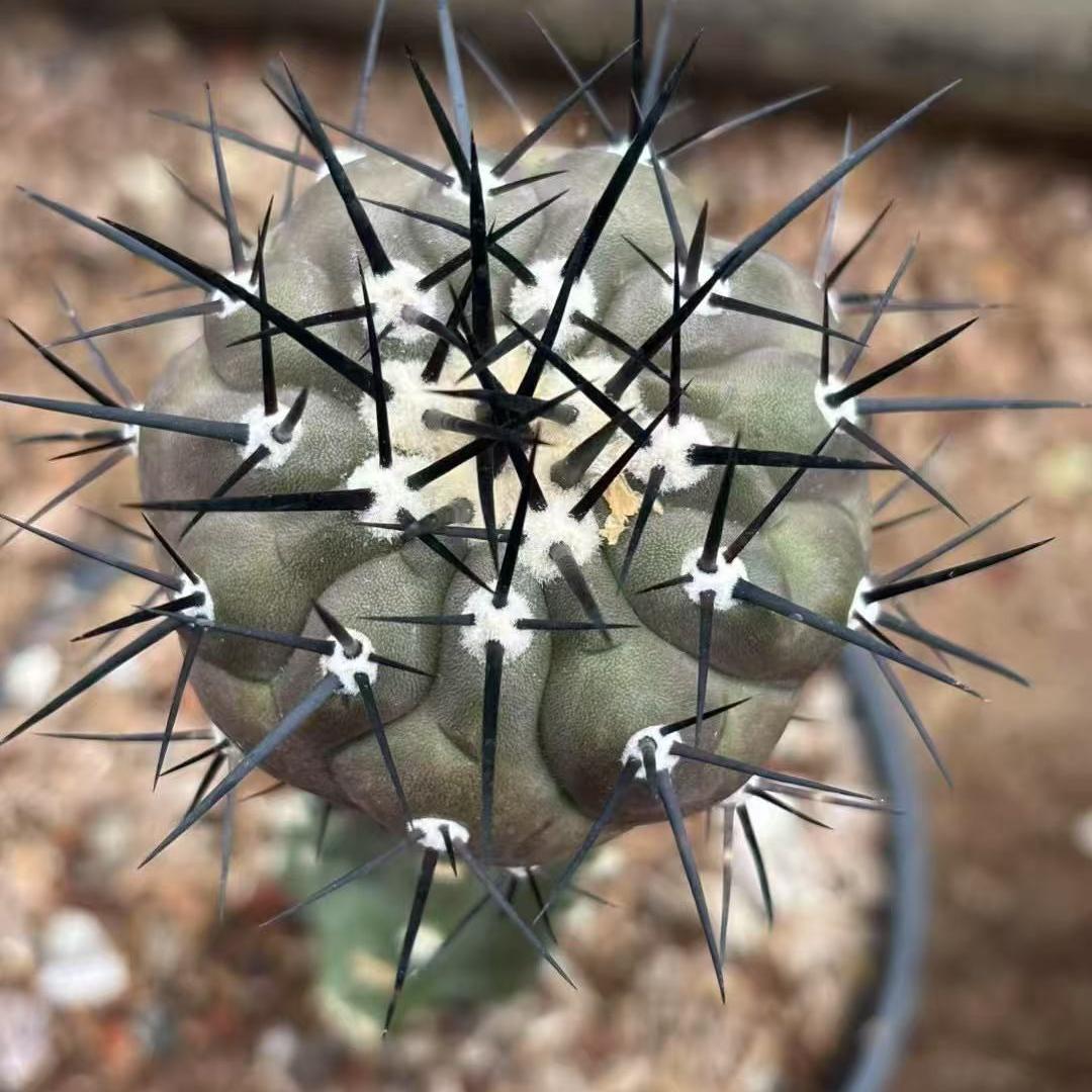5-9cm Copiapoa cinerea（No root grafting）