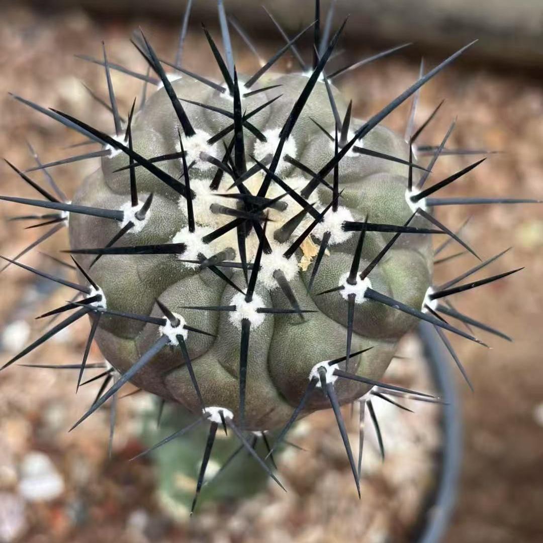 5-9cm Copiapoa cinerea（No root grafting）