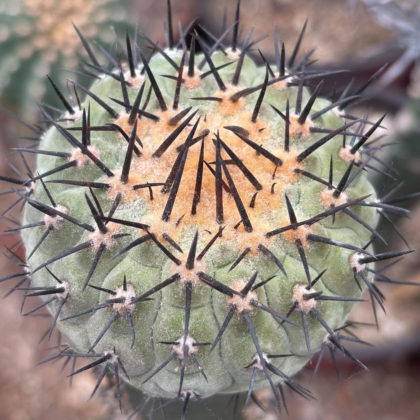 5-9cm Copiapoa cinerea（No root grafting）