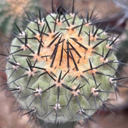 5-9cm Copiapoa cinerea（No root grafting）