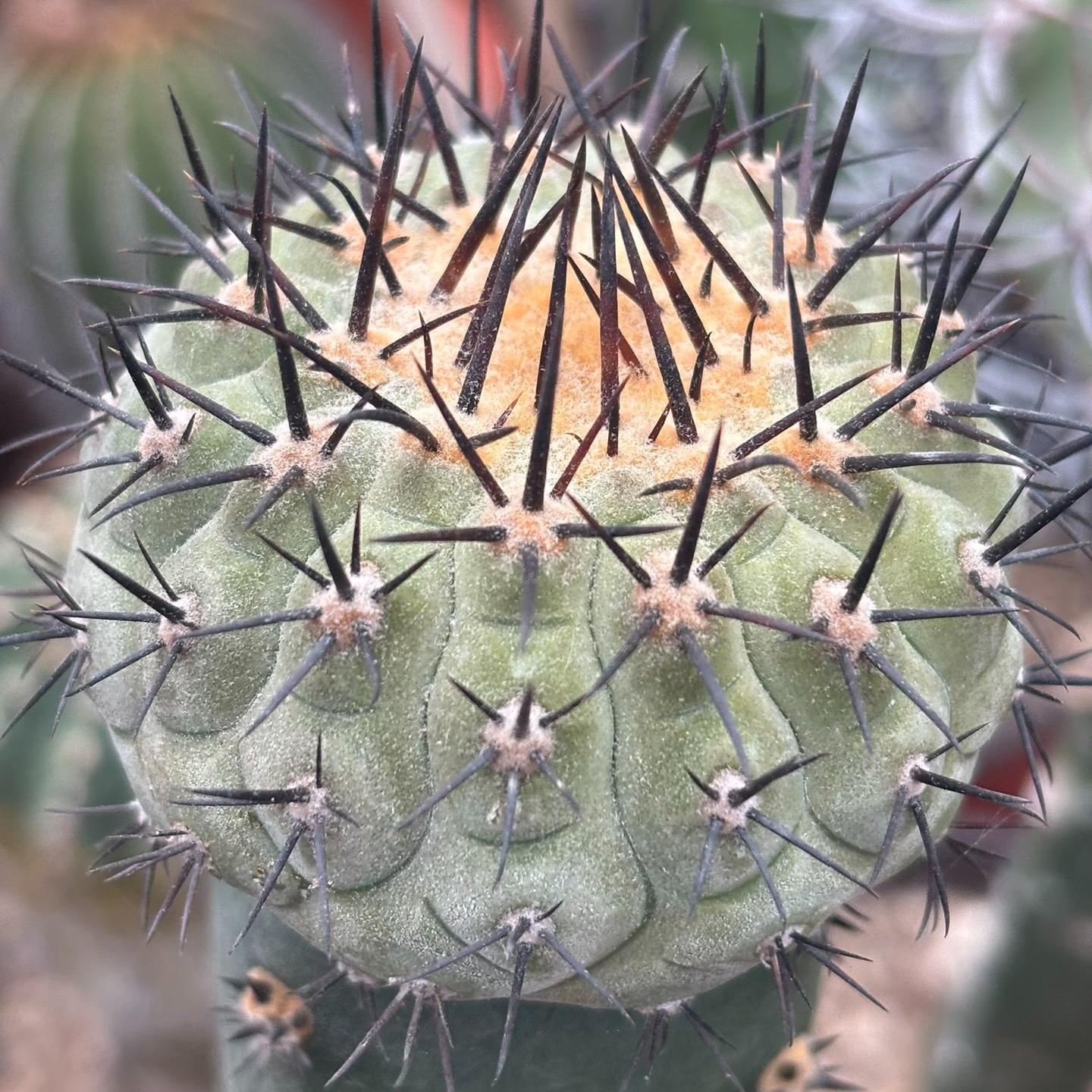 5-9cm Copiapoa cinerea（No root grafting）