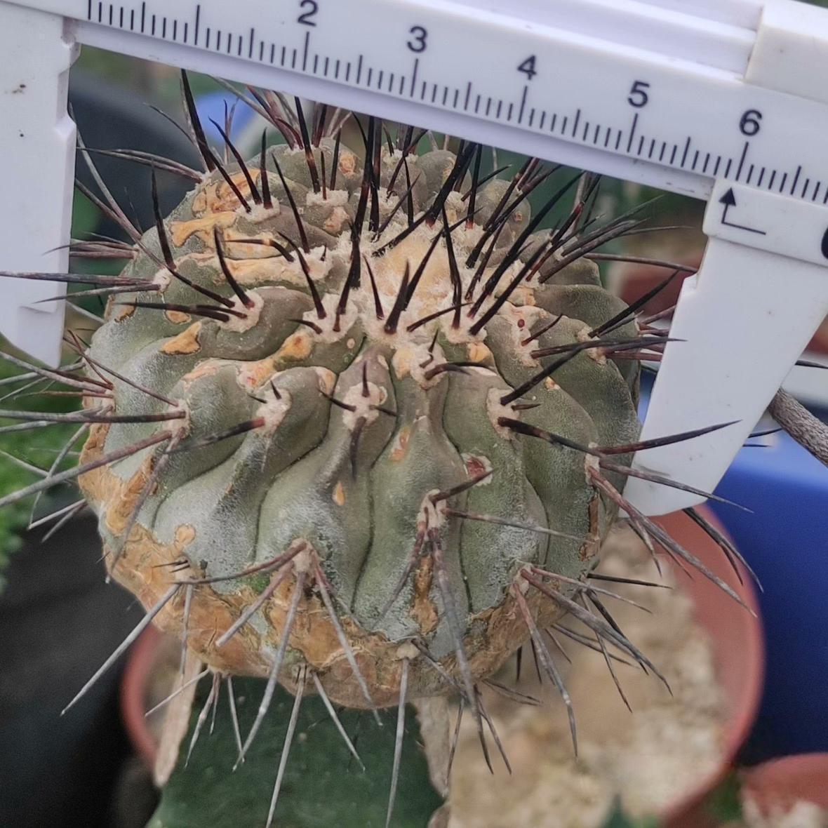 2-10cm Copiapoa cinerea