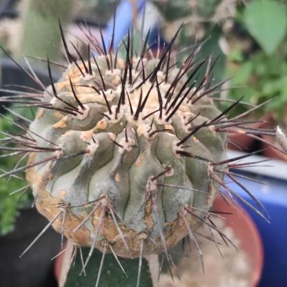 2-10cm Copiapoa cinerea
