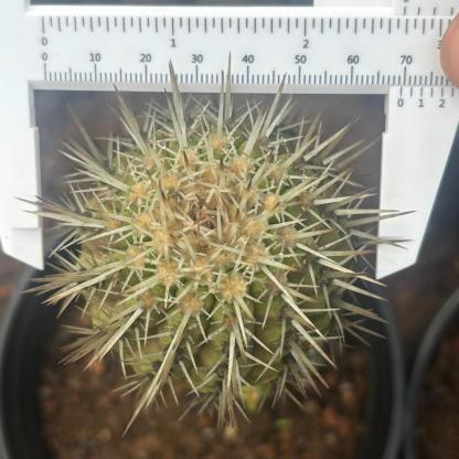 2-10cm Copiapoa cinerea
