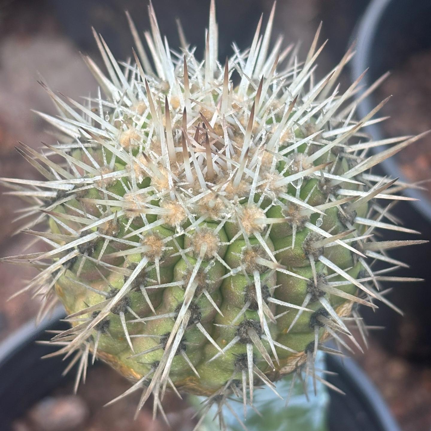 2-10cm Copiapoa cinerea