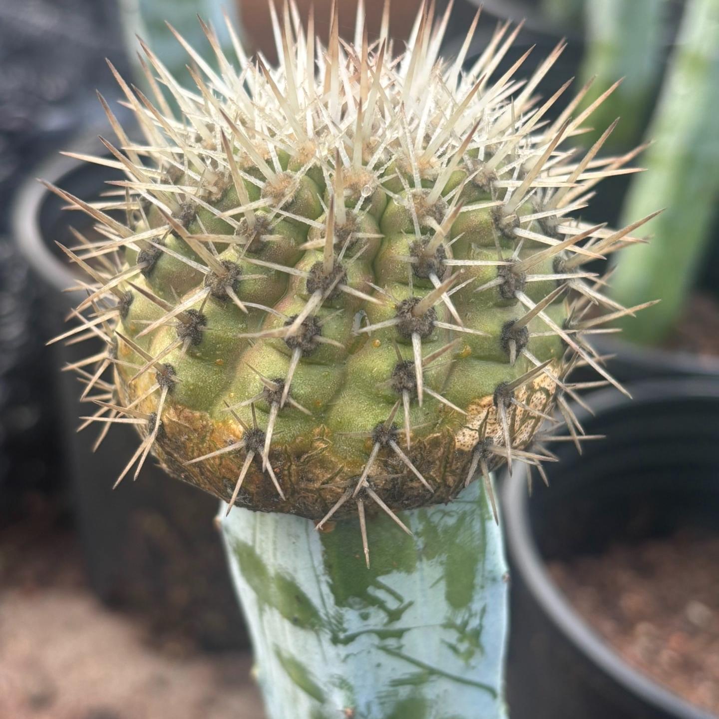 2-10cm Copiapoa cinerea