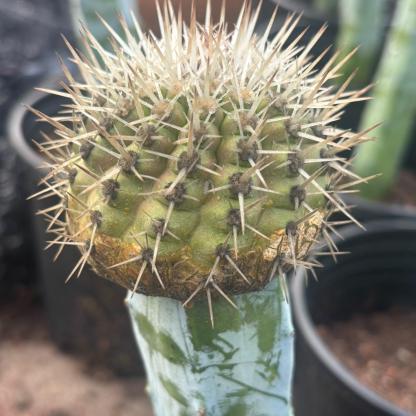 2-10cm Copiapoa cinerea
