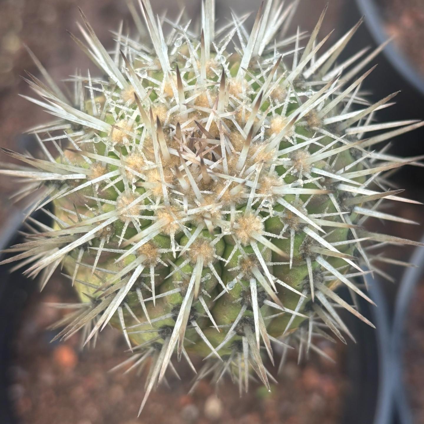 2-10cm Copiapoa cinerea