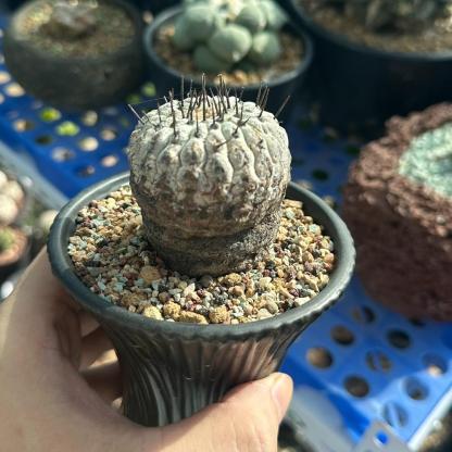 2-10cm Copiapoa cinerea