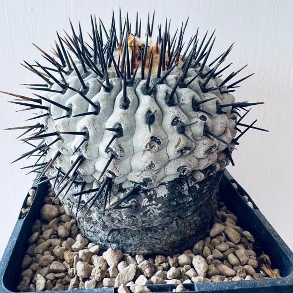 2-10cm Copiapoa cinerea