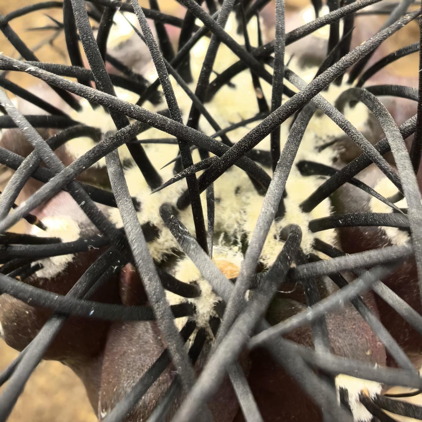 4-6cm Copiapoa griseoviolacea