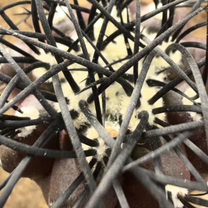 4-6cm Copiapoa griseoviolacea