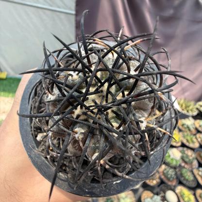 4-6cm Copiapoa griseoviolacea