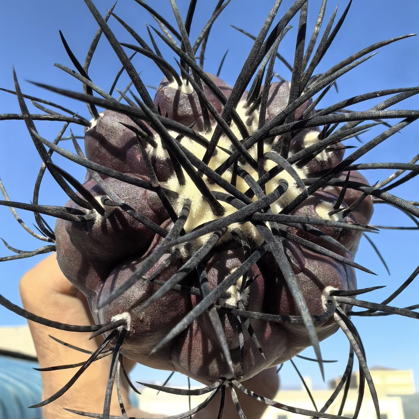 4-6cm Copiapoa griseoviolacea