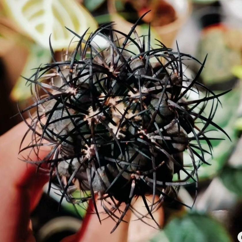 4-6cm Copiapoa griseoviolacea