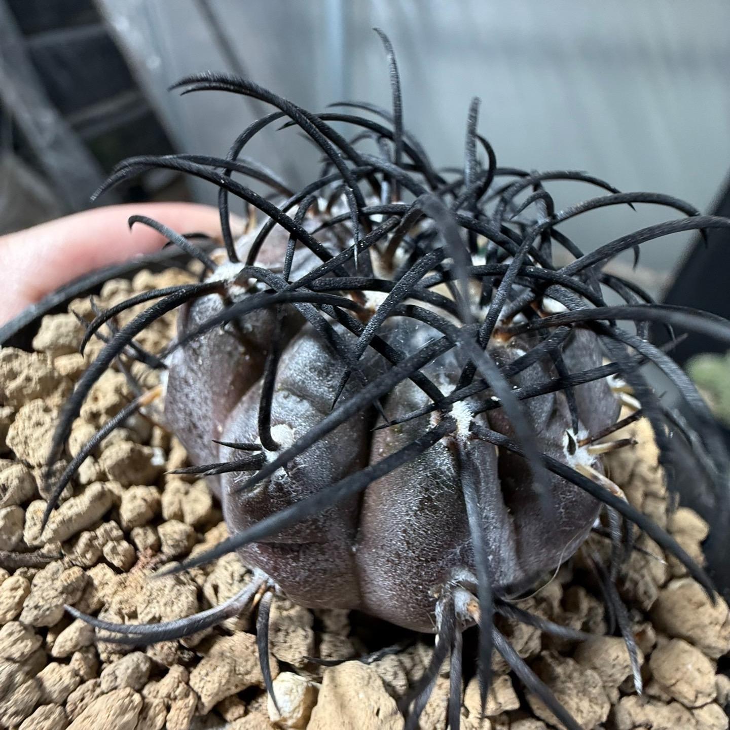 4-6cm Copiapoa griseoviolacea