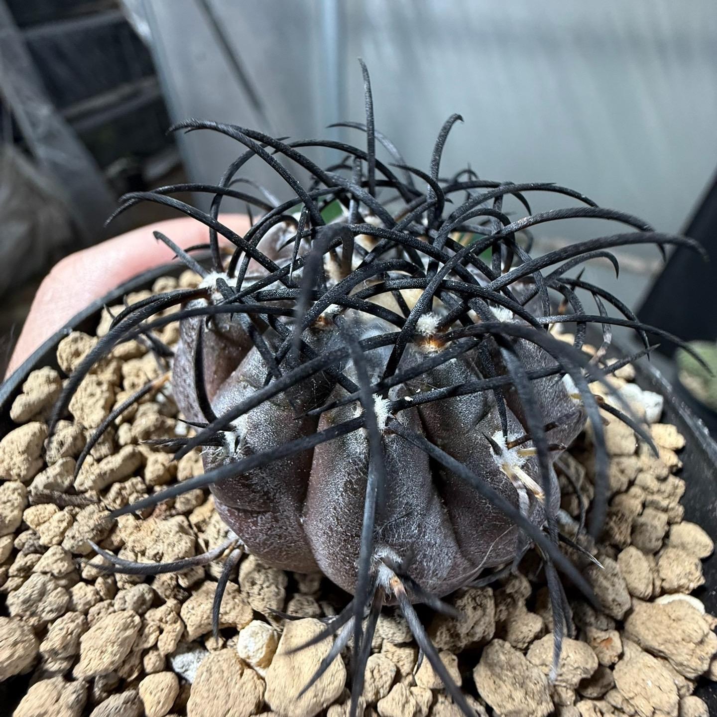 4-6cm Copiapoa griseoviolacea