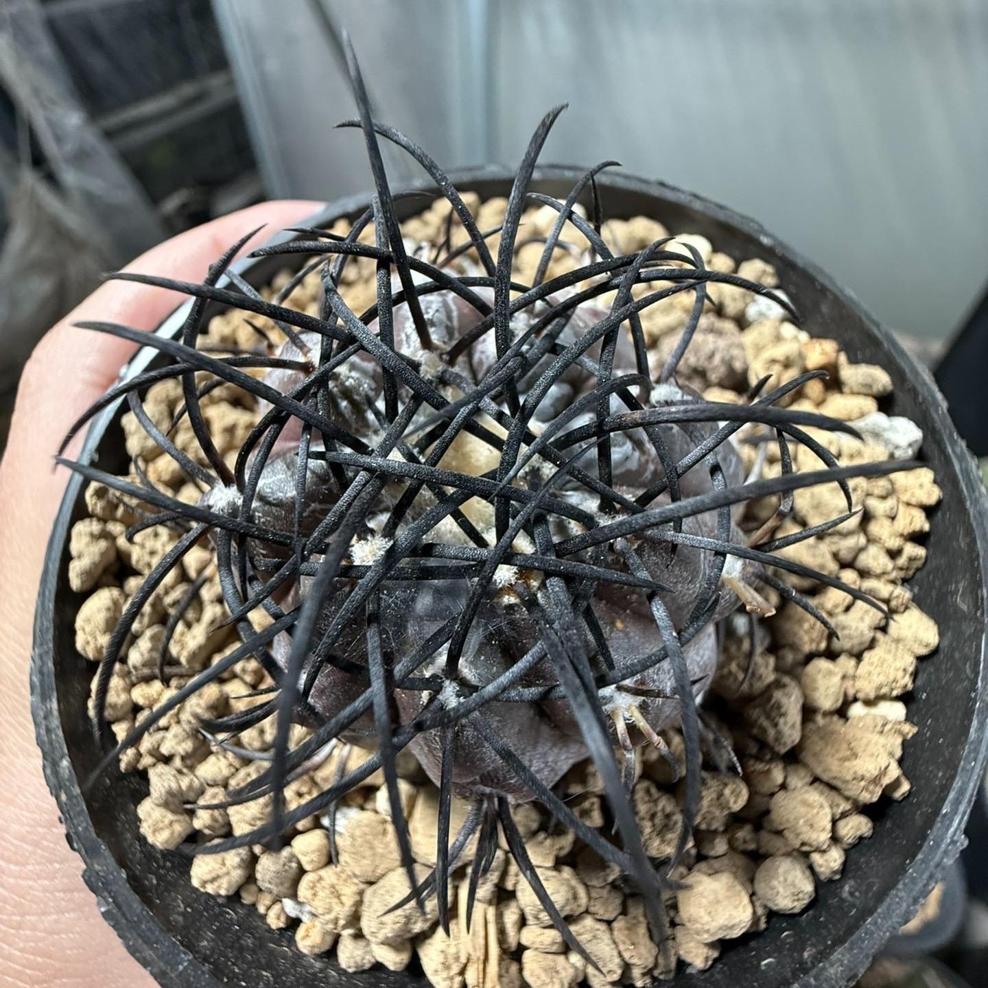 4-6cm Copiapoa griseoviolacea