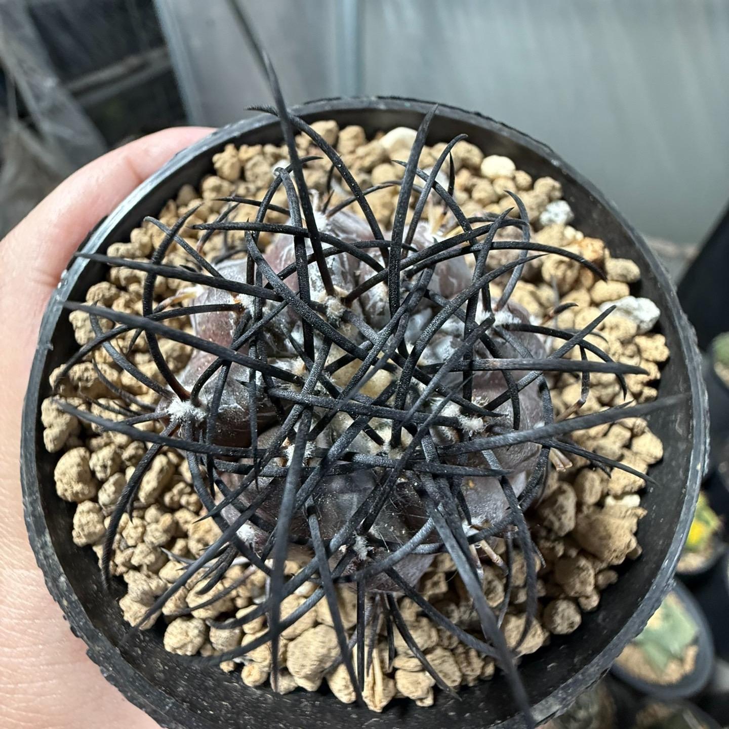 4-6cm Copiapoa griseoviolacea