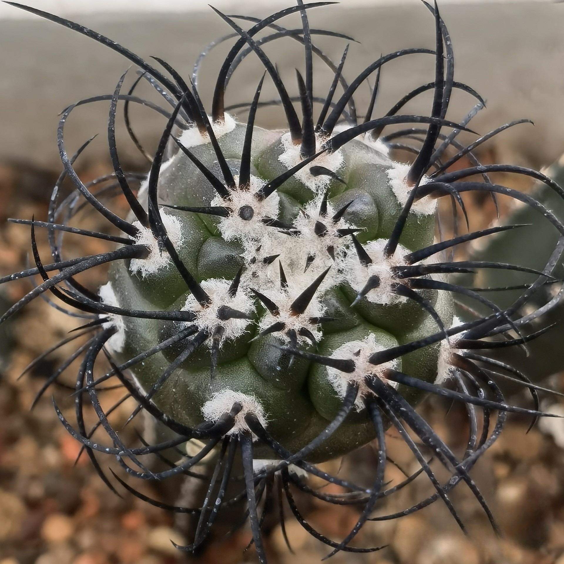 5-6cm Copiapoa griseoviolacea (rootless, grafted)