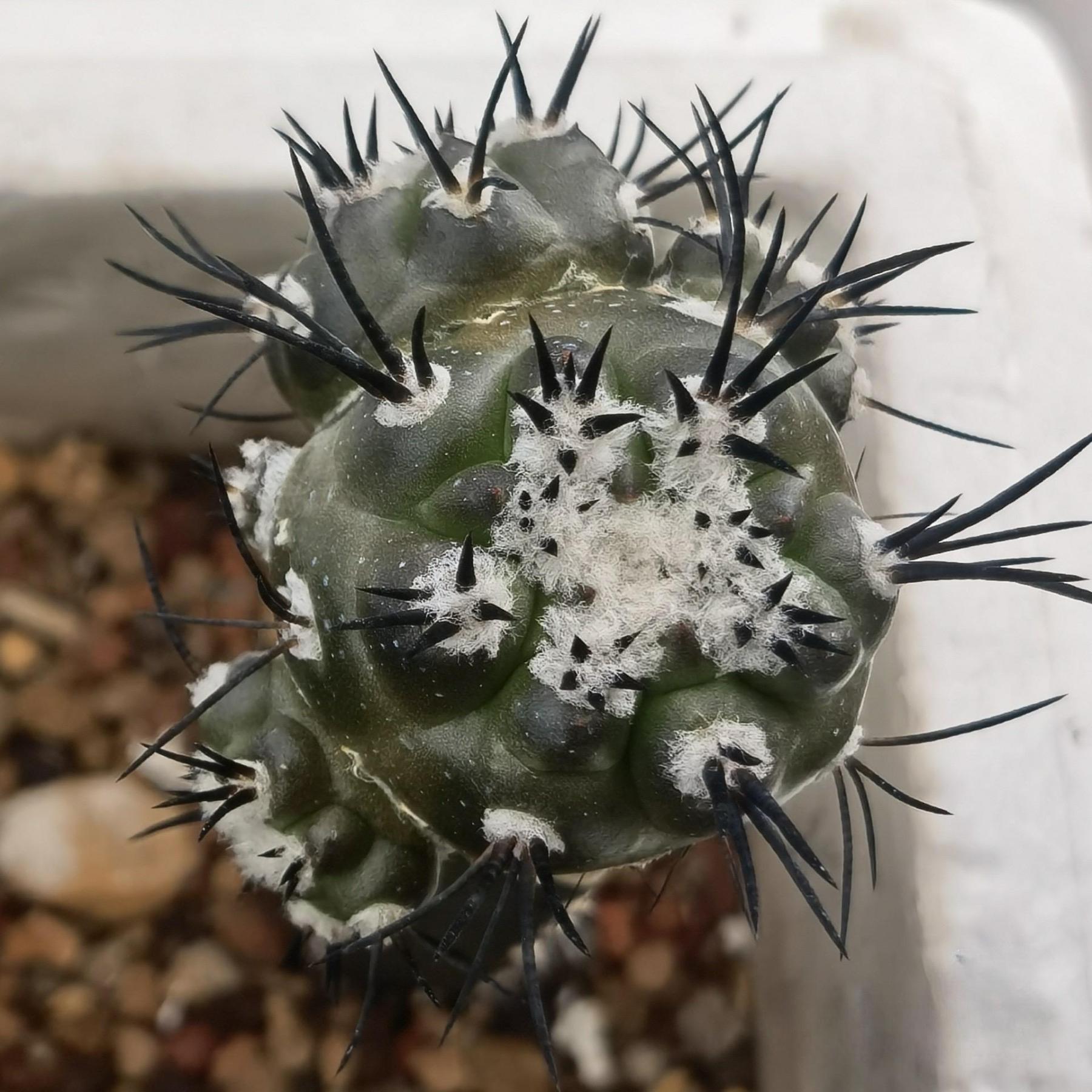 4-6cm Copiapoa griseoviolacea