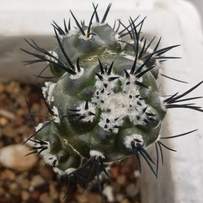4-6cm Copiapoa griseoviolacea