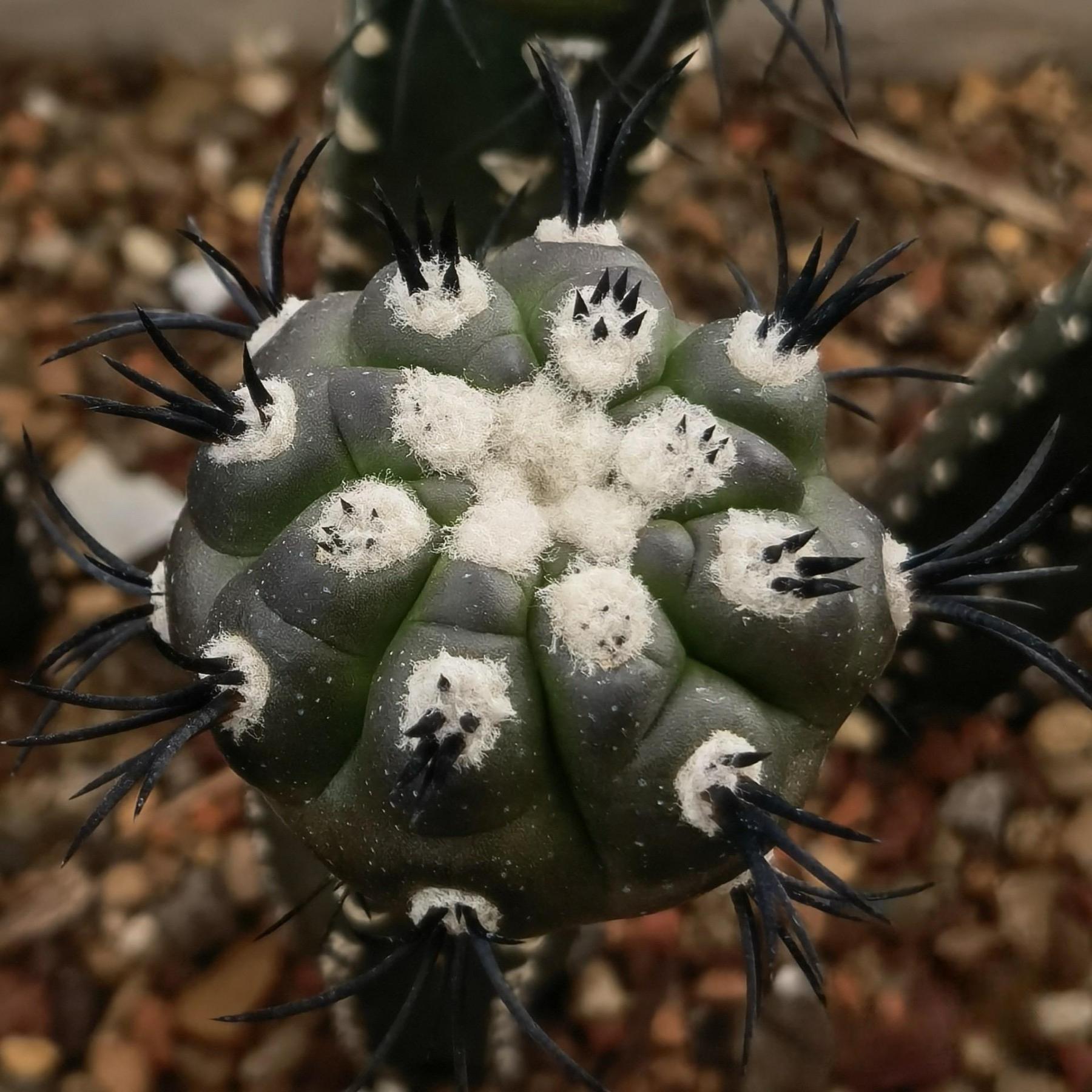 4-6cm Copiapoa griseoviolacea