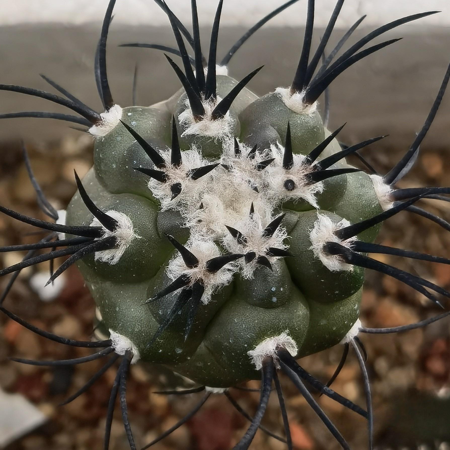 5-6cm Copiapoa griseoviolacea (rootless, grafted)