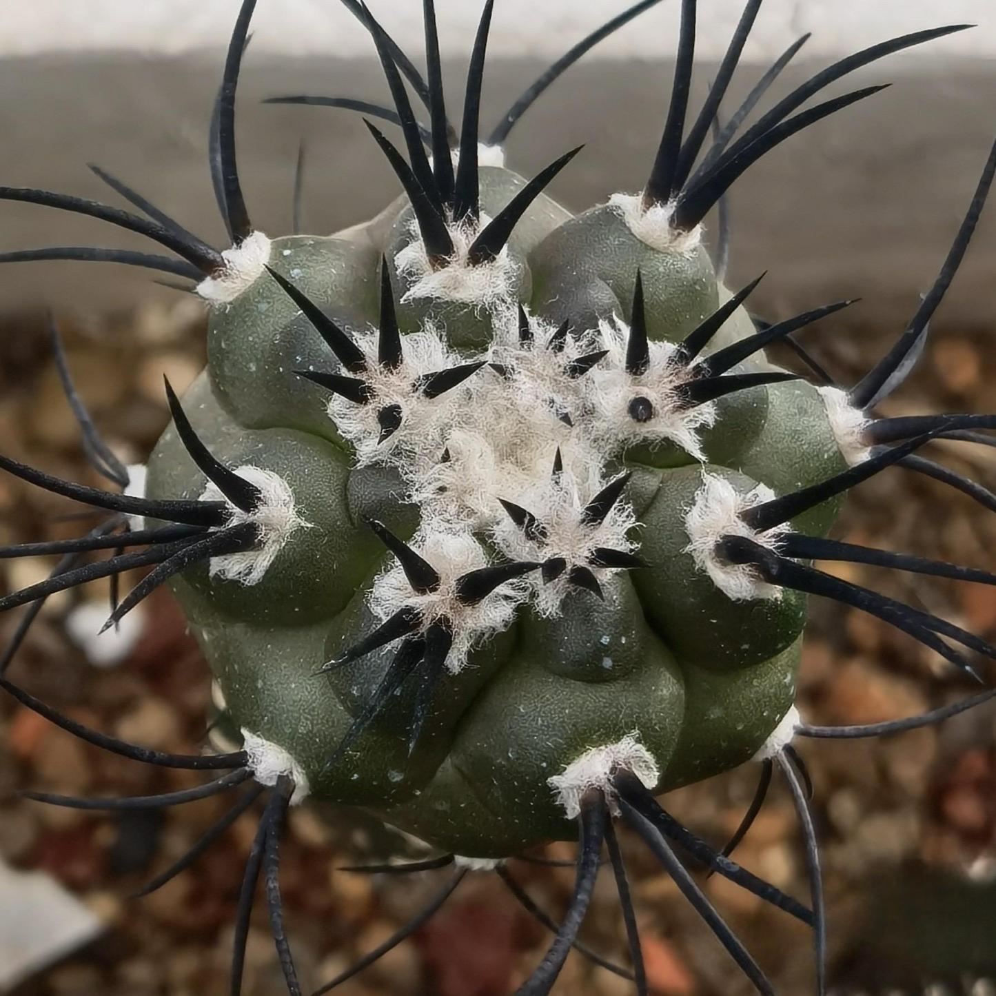 4-6cm Copiapoa griseoviolacea