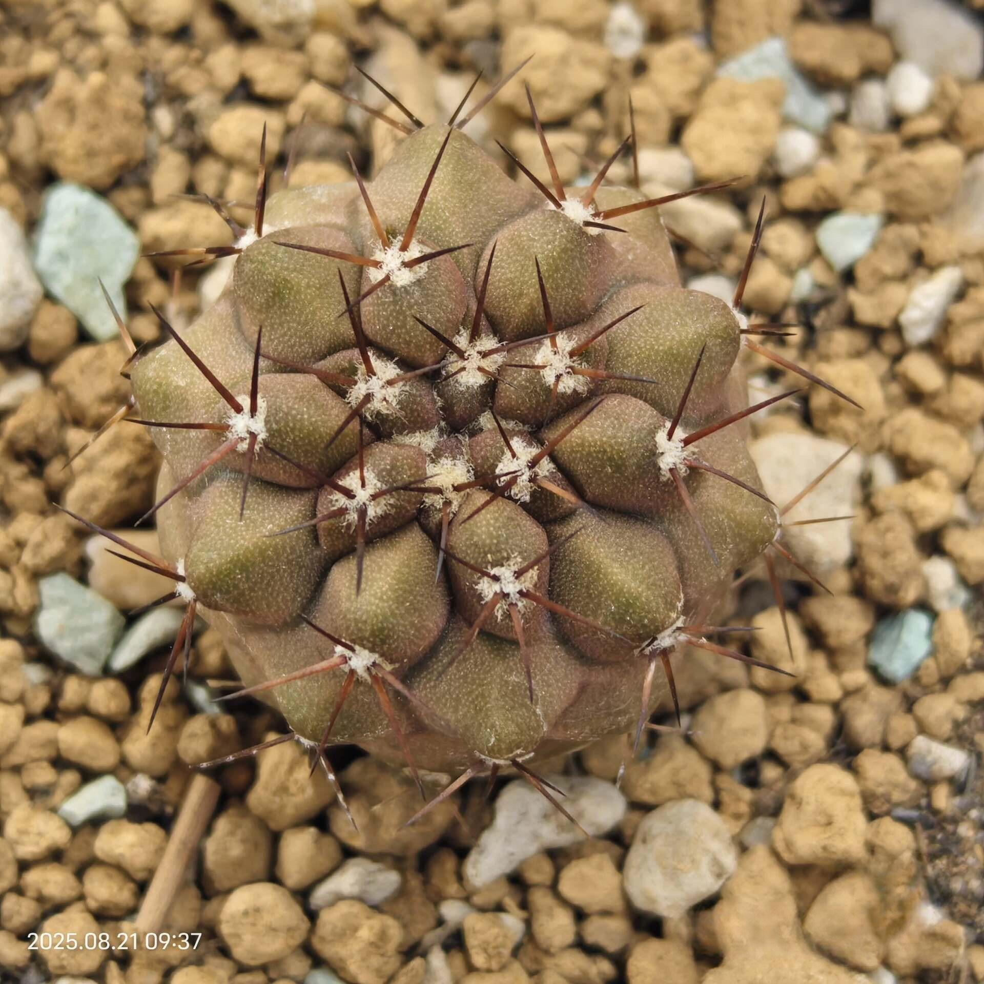 2-3cm copiapoa columna alba