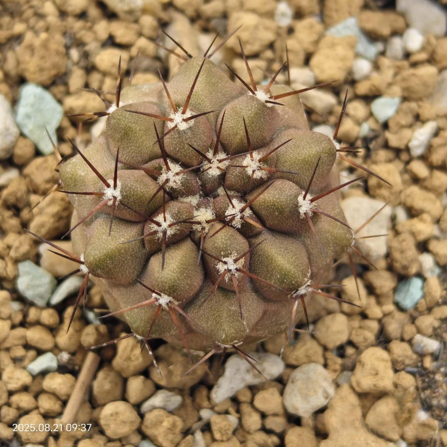 2-3cm copiapoa columna alba