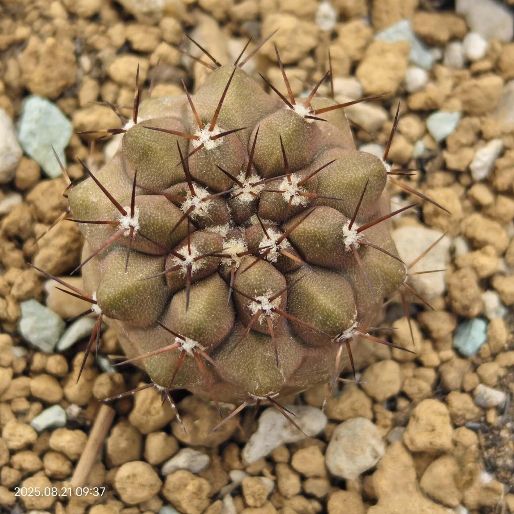 2-3cm copiapoa columna alba