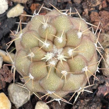 2-3cm copiapoa columna alba