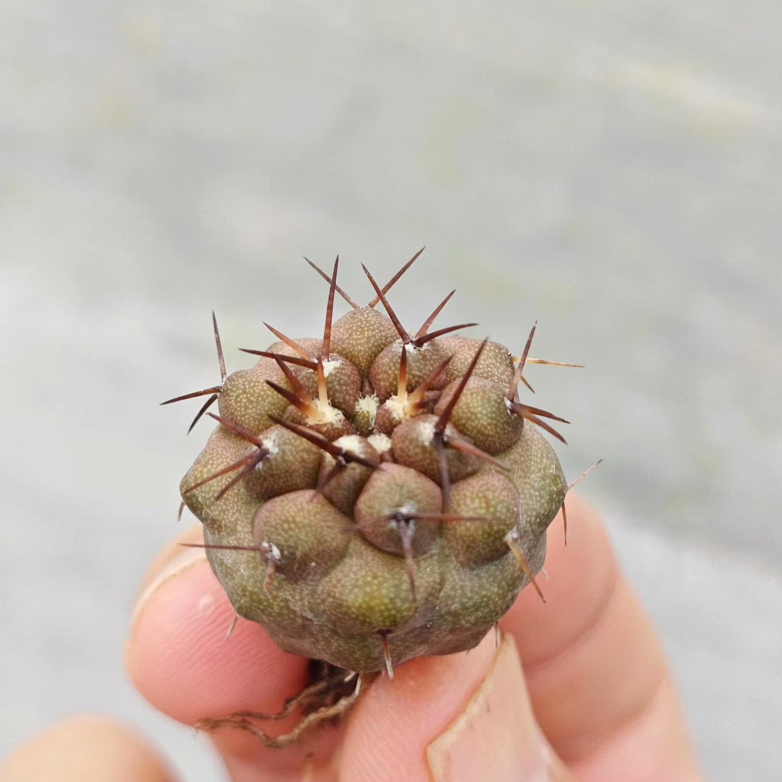 2-3cm copiapoa columna alba