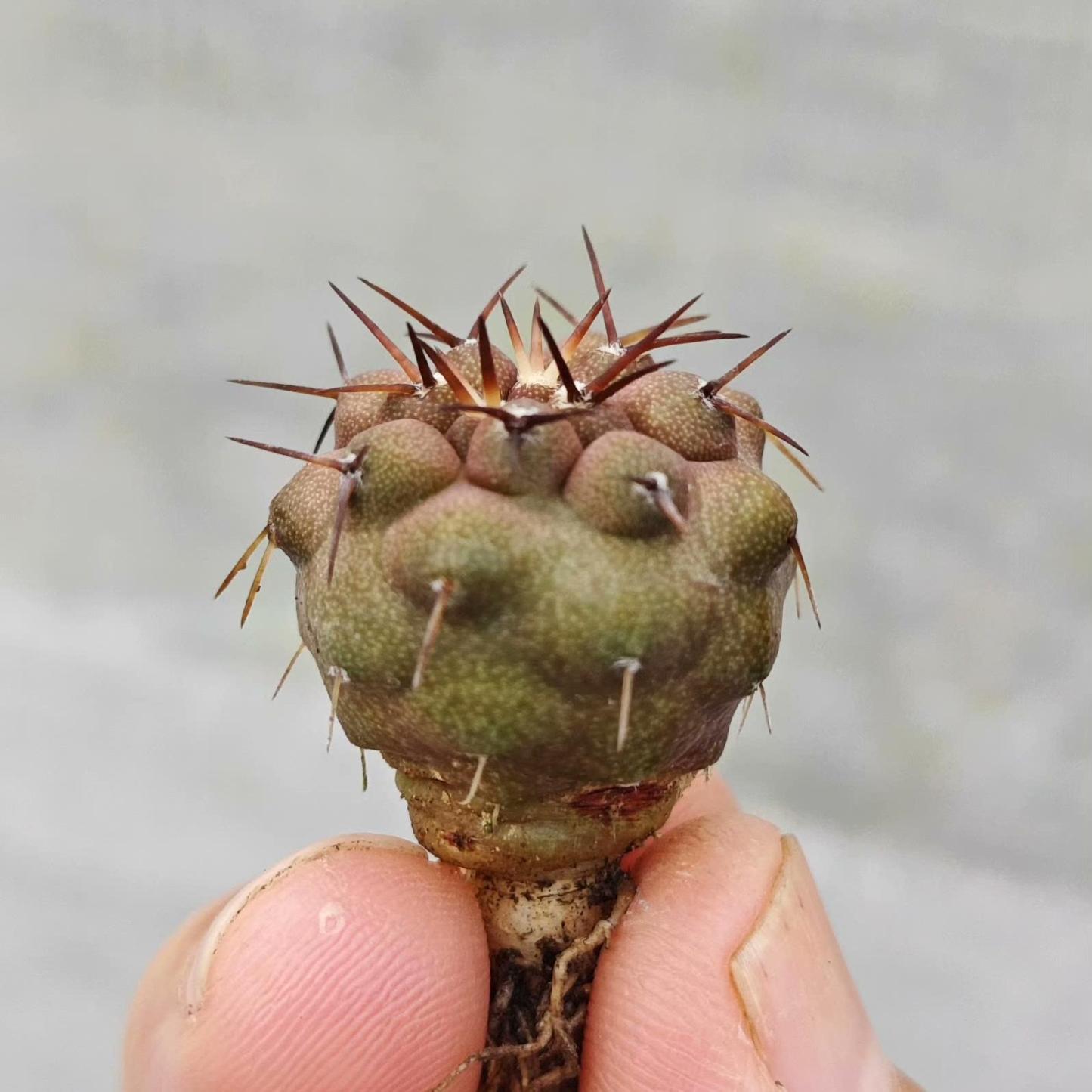 2-3cm copiapoa columna alba
